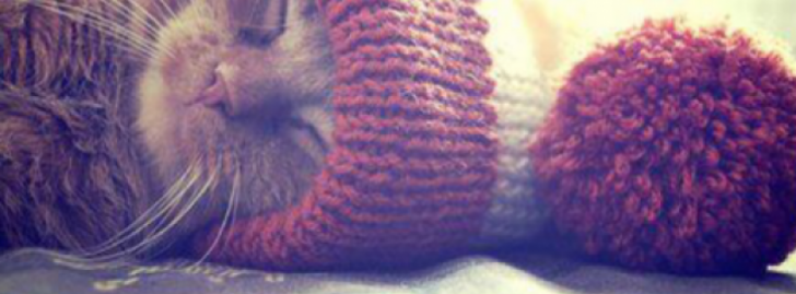 Tumblr Style Facebook Covers Animales Fb Cover Facebook Covers